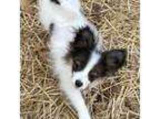 Papillon Puppy for sale in Saint Joseph, MO, USA