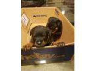 Rottweiler Puppy for sale in San Francisco, CA, USA