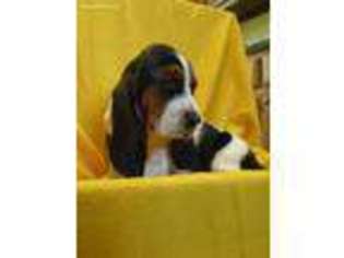 Basset Hound Puppy for sale in Mount Jewett, PA, USA