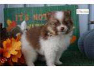 Pomeranian Puppy for sale in Battle Creek, MI, USA