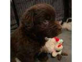 Newfoundland Puppy for sale in Claverack, NY, USA