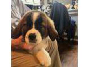 Saint Bernard Puppy for sale in Lexington, AL, USA