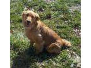 Golden Retriever Puppy for sale in GRAND JUNCTION, CO, USA