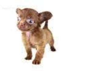 Chihuahua Puppy for sale in Corona, CA, USA