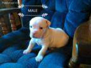 Bull Terrier Puppy for sale in Crosby, TX, USA