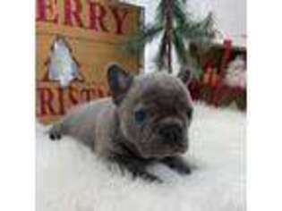 French Bulldog Puppy for sale in Lenoir, NC, USA