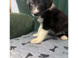 Border Collie Puppy for sale in New Oxford, PA, USA