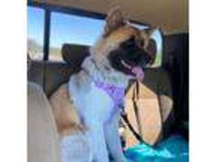 Akita Puppy for sale in Kinston, NC, USA
