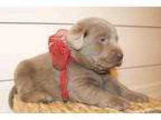 Labrador Retriever Puppy for sale in La Russell, MO, USA