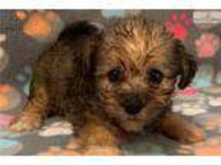 Chorkie Puppy for sale in Hattiesburg, MS, USA