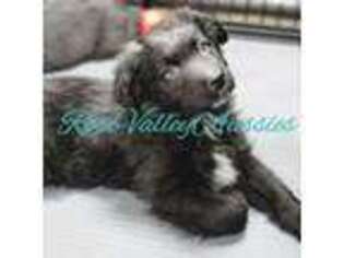 Australian Shepherd Puppy for sale in Trout Run, PA, USA