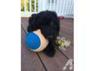 Goldendoodle Puppy for sale in MIDLAND, VA, USA