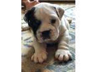 Olde English Bulldogge Puppy for sale in Hillsdale, MI, USA