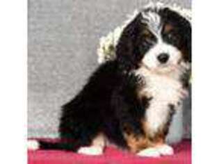 Bernese Mountain Dog Puppy for sale in Raynham, MA, USA