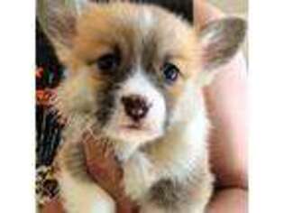 Pembroke Welsh Corgi Puppy for sale in Los Angeles, CA, USA