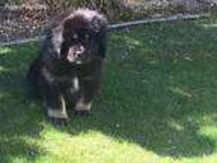 Tibetan Mastiff Puppy for sale in Newport, NH, USA