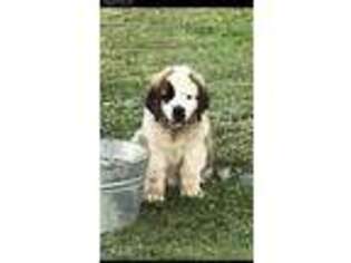 Saint Bernard Puppy for sale in Angola, IN, USA