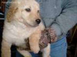 Goldendoodle Puppy for sale in Bonners Ferry, ID, USA