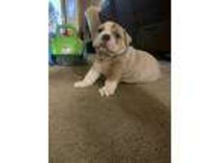 Olde English Bulldogge Puppy for sale in Devils Lake, ND, USA