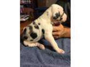 Great Dane Puppy for sale in Bradford, OH, USA