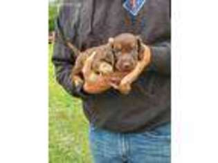 Dachshund Puppy for sale in Purdy, MO, USA