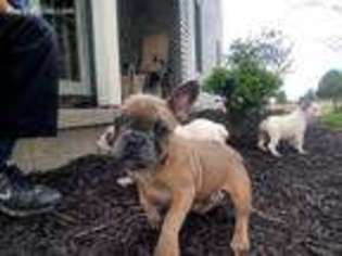 French Bulldog Puppy for sale in Forest, OH, USA