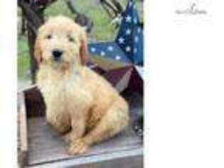 Goldendoodle Puppy for sale in Harrisburg, PA, USA