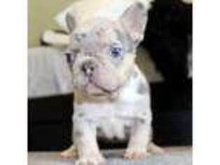 French Bulldog Puppy for sale in Huffman, TX, USA