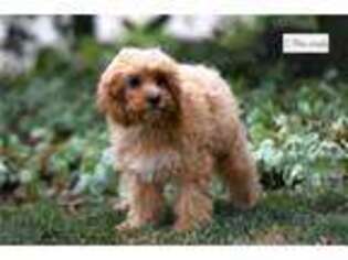 Cavapoo Puppy for sale in Richmond, IN, USA