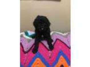 Mutt Puppy for sale in Cape Girardeau, MO, USA