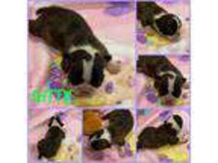 Boston Terrier Puppy for sale in Winchester, VA, USA