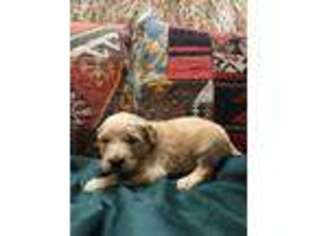 Goldendoodle Puppy for sale in Brownsville, TN, USA
