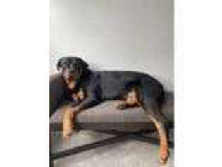 Rottweiler Puppy for sale in Maywood, IL, USA