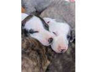 Whippet Puppy for sale in Denver, CO, USA