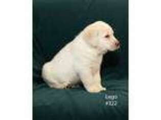 Labrador Retriever Puppy for sale in Wheeling, MO, USA