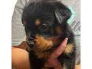Rottweiler Puppy for sale in Liberty, MS, USA