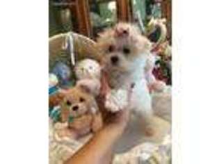 Maltese Puppy for sale in Winter Haven, FL, USA