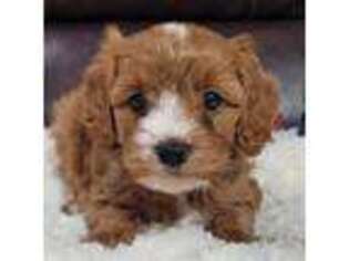 Cavapoo Puppy for sale in Mountain Grove, MO, USA