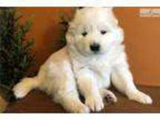 Samoyed Puppy for sale in Baltimore, MD, USA