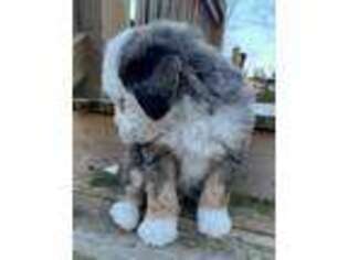 Mutt Puppy for sale in Broadway, VA, USA