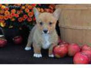 Pembroke Welsh Corgi Puppy for sale in Bangor, NY, USA