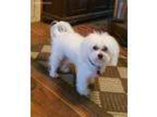 Maltese Puppy for sale in Wakeeney, KS, USA