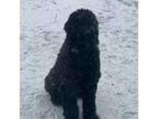 Small Black Russian Terrier