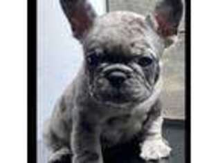 French Bulldog Puppy for sale in Porterville, CA, USA