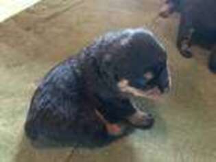 Rottweiler Puppy for sale in Hamilton, MT, USA