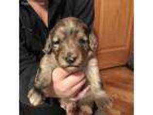 Mutt Puppy for sale in Argos, IN, USA