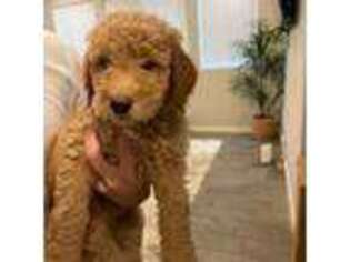 Goldendoodle Puppy for sale in North Las Vegas, NV, USA