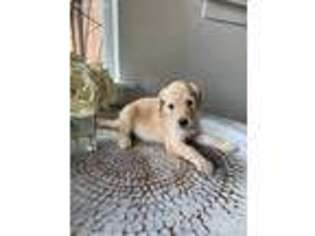 Labradoodle Puppy for sale in Kent, WA, USA