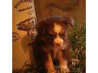 Miniature Australian Shepherd Puppy for sale in Hummelstown, PA, USA