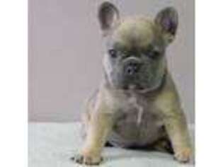 French Bulldog Puppy for sale in Shippensburg, PA, USA